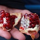 Местный гранат, сорванный с ветвей дерева